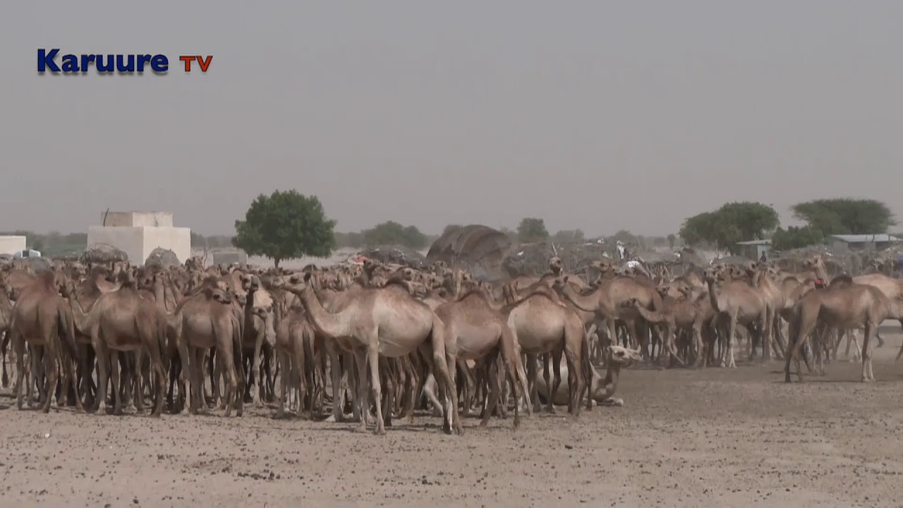 Jilal buraleh   Hasheidii Mandeeq