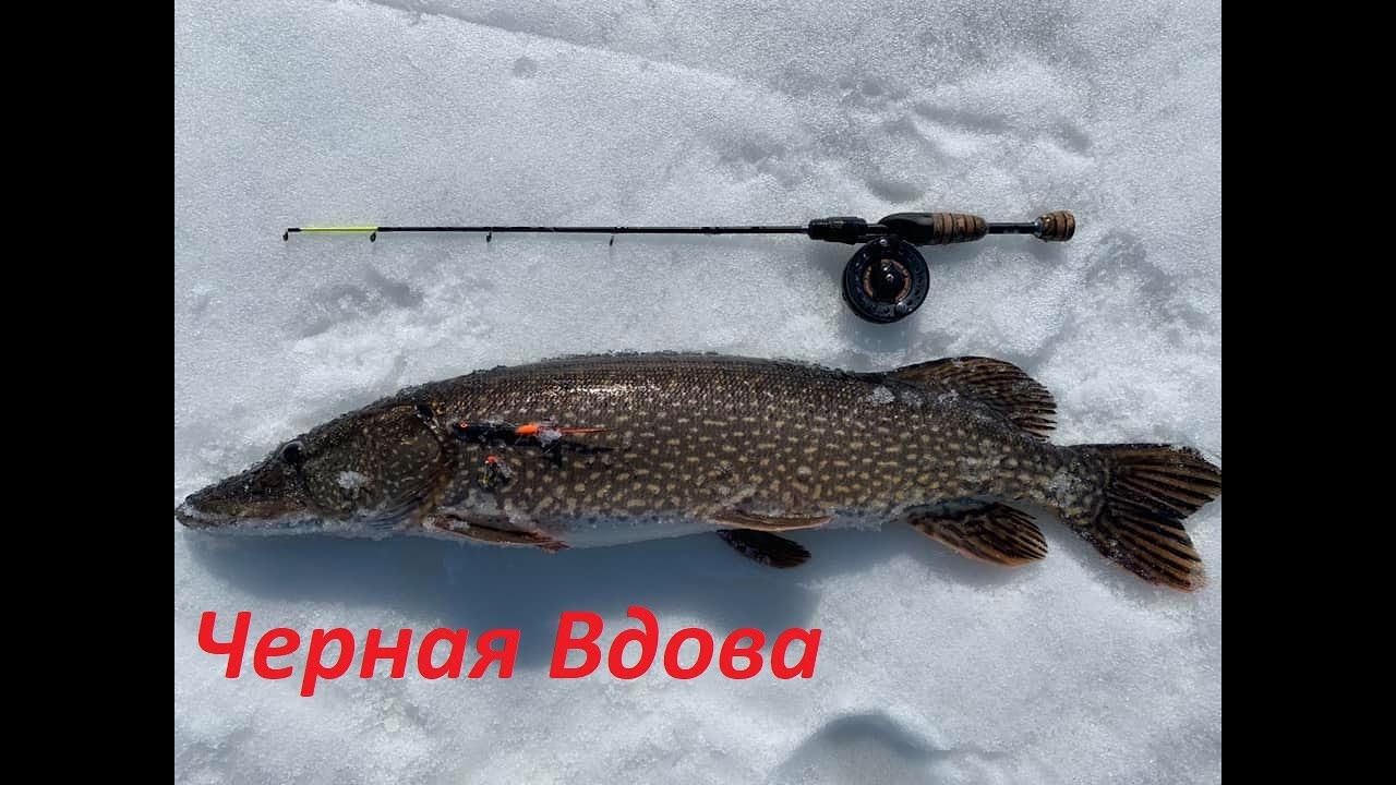 Тюлька на волге
