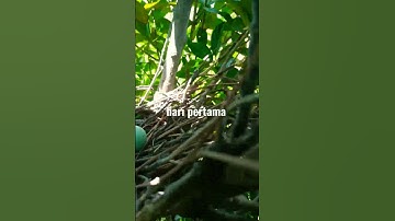 Ku kira sarang tikus setelah ku lihat betapa kagetnya #shorts #sarang #burung #mbolang