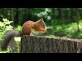 What To Do If You Find A Baby Mammal