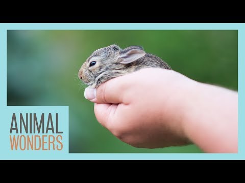 What To Do If You Find A Baby Mammal