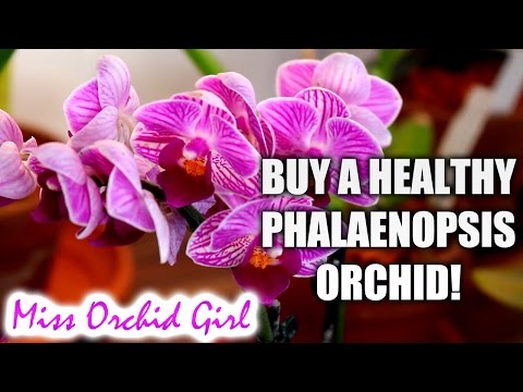 Video: How To Choose An Orchid