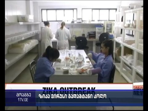 ზიკა ვირუსი - ამერიკის პარალელურად, პანიკაა ევროპაში