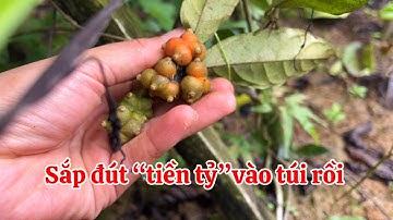Trồng ba kích tím thu tiền tỷ cần lưu ý ngay | Đông Y Nghi Anh