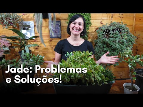 Vídeo: Problemas com plantas de jade - por que meu jade ficou mole?