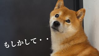 Shiba Inu feels depressed even after eating treats... The reason was too cute.