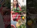 Bottle se bannay planter pot 😋 #DIY bannaya Bottle Se #kalancho plant lagayein #minivlog #gardening