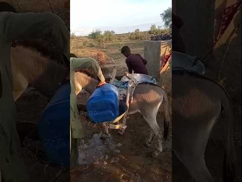 They Pour Water Into The Pot Over The Donkey 