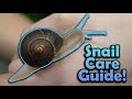 How to care for pet snails