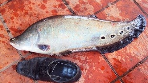 Câu Cá Thác Lác  | Trúng Ổ Thác Lác | Địa Điểm Câu Mới