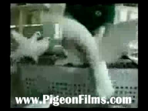 Ranker Video