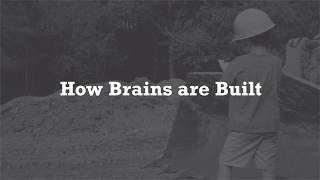 Brains Are Built, Not Born