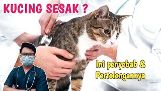 CONGESTION IN CAT ❓ HERE ARE THE CAUSES & HOW TO TREAT IT || Veterinarian || drh Mirza Yusa