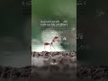 قالت نملة ياأيها النمل ادخلوا مساكنكم اسلام صبحي