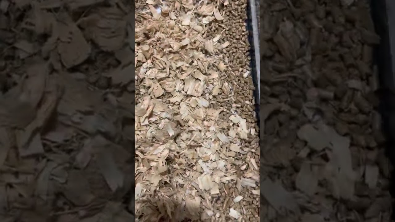Bedding for rat tanks. Help with smell and easy clean up. Pine pellets and pine shavings on top.