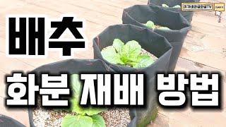Kimchi cabbage, grown in pots like this. Kimchi cabbage, grown in pots like this.