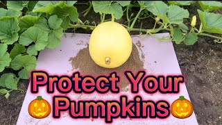 Protect your Pumpkins!!! Essential gardening tips for your pumpkin patch