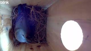 Bluebirds new nest location at Edwards Meadows HOA - they are back in the nest box at Francoise's