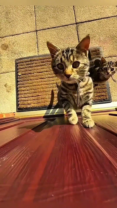 poor cat come #viralshort #cutecats #poorcat