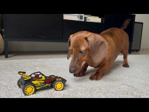 Mini dachshund vs Remote control car!