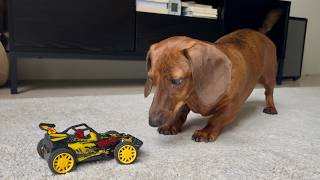 Mini dachshund vs Remote control car!