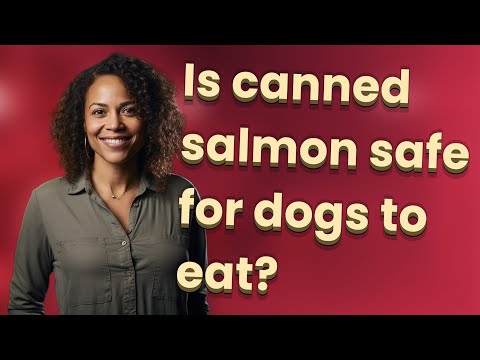 Can Dogs Eat Salmon Patties