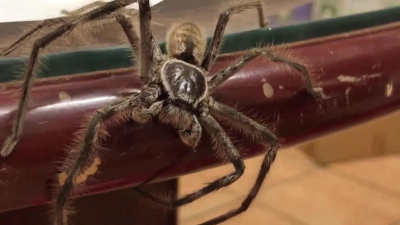 Behemoth the giant huntsman