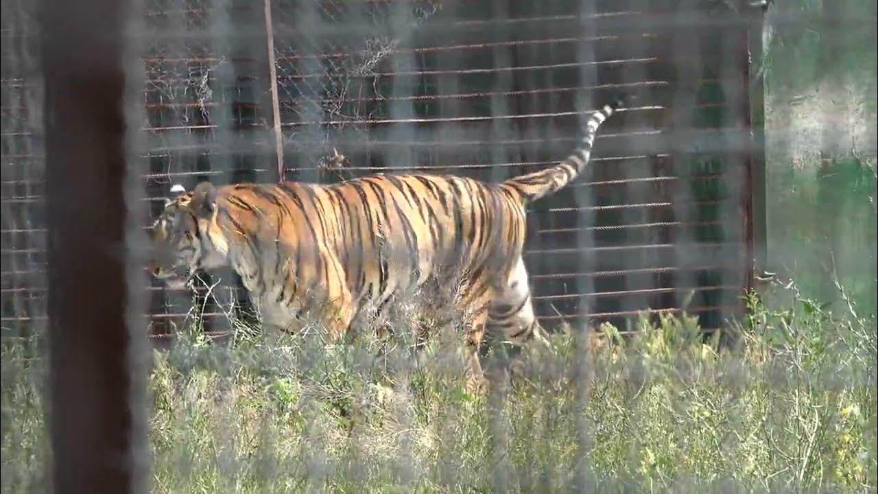 Парк тигров в крыму тайган. Парк львов зоопарк. Тигрёнок алтай тайган памятник. Асада и шерхан тайган видео. Лев филя тайган.