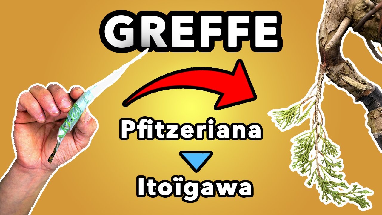 GREFFE de GENÉVRIER ITOÏGAWA 🌳AFDB🌳