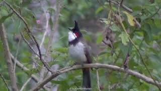 Red Whiskered Bulbul - சமமசச சனனன - Yercaud - Bird Call