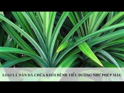 Video KHÁM PHÁ LOẠI LÁ DÂN DÃ CHỮA KHỎI BỆNH TIỂU ĐƯỜNG NHƯ... - youtube