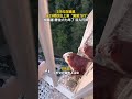 3只红白鼯鼠从19楼跃出上演“翼装飞行”,拍摄者 居住六七年了,没人打扰。