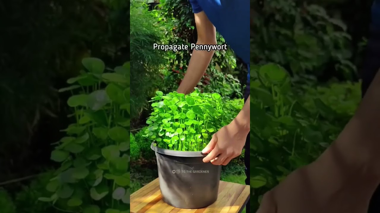 Gotu kolaHair baldness secret unlocked