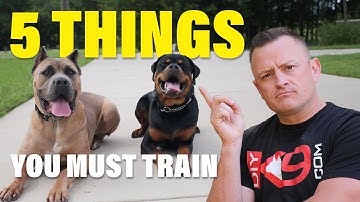 Stop Everything: Your Dog Needs These 5 Commands Now!