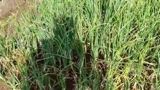 LeanAgri | BharatAgri - Farmer || Pramod Yendhe screenshot 4