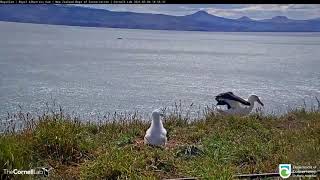 Albatross faceplants during an attempted landing screenshot 1