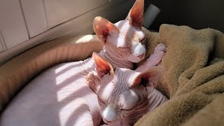 Sphynx Cats Nappytime LIVESTREAM