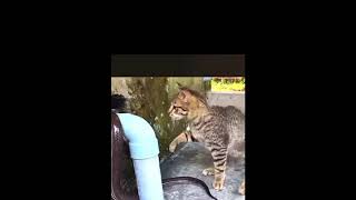 CATS ATTACKING BIG PYTHON SNAKE