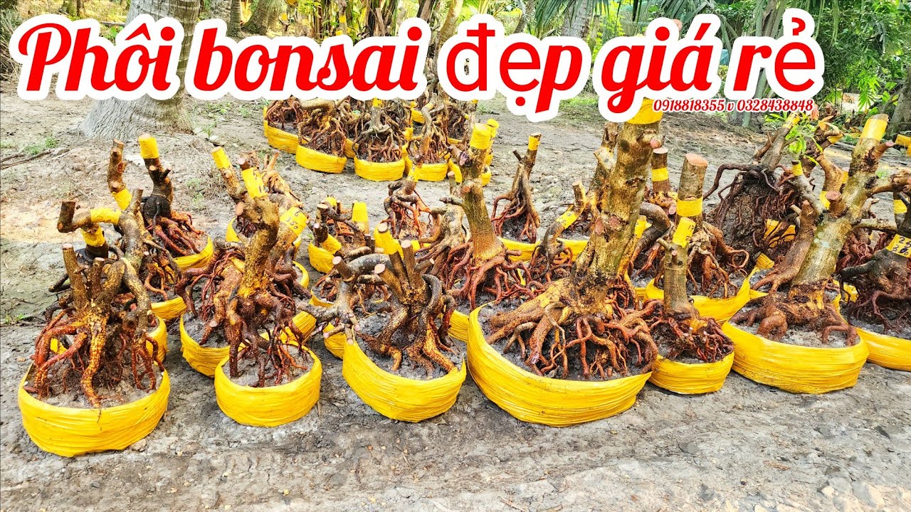 8/3 a Nên 0918818355 v 0328438848 phôi mai bonsai đế đẹp giá rẻ|MaivàngThanhTâm