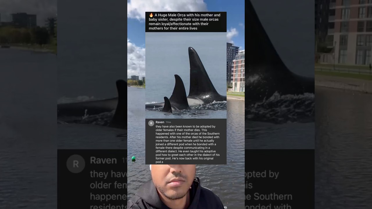 A huge male orca with his mother and baby sister, despite their size male orcas remain loyal