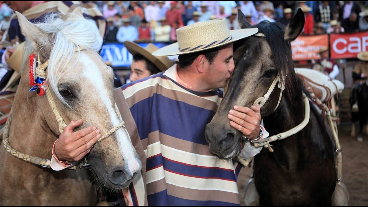 Sello de Raza Cap702 Peleco Campeones 2025 ok