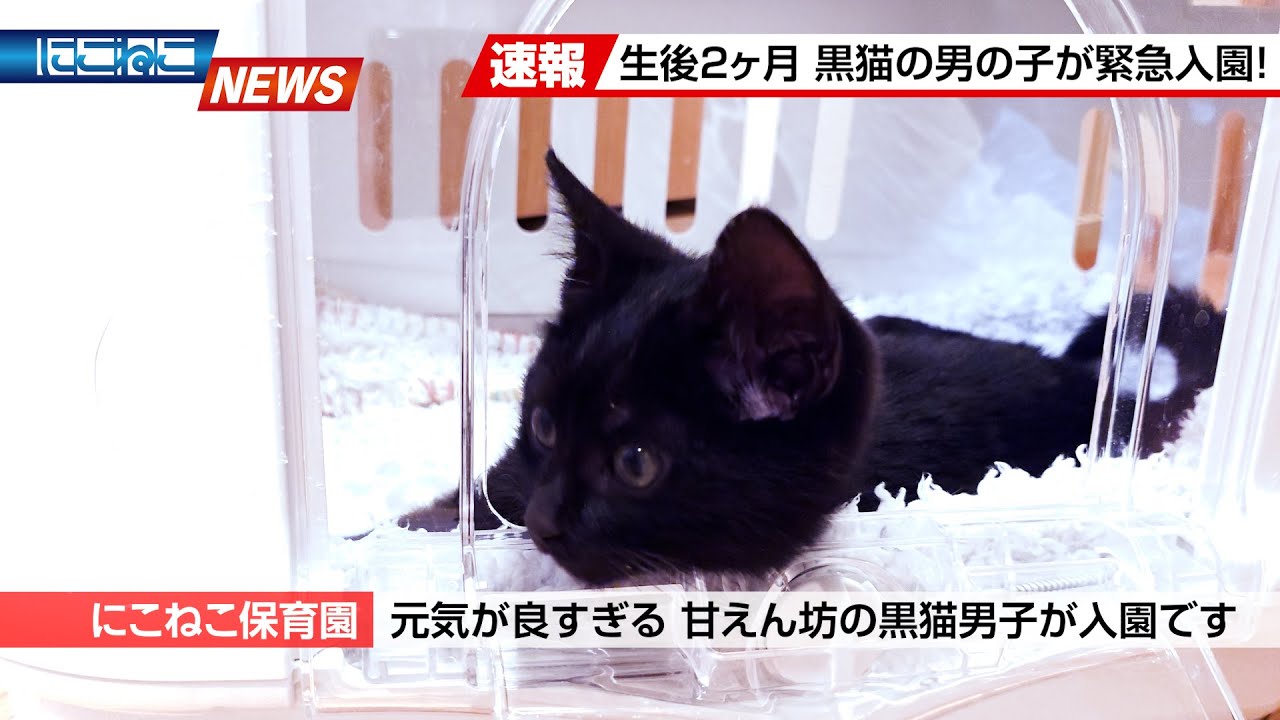 にこねこ Nikoneko News] A lively kitten has joined our nursery school