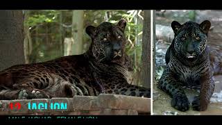 20 Bizarre hybrid animals that actually exist 20 Bizarre Hybrid Animal That Actually Exist