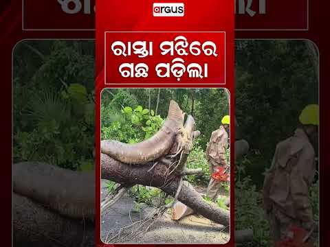 ରାସ୍ତା ମଝିରେ ଗଛ ପଡ଼ିଲା | Heavy Rainfall | Weather Update | Argus News