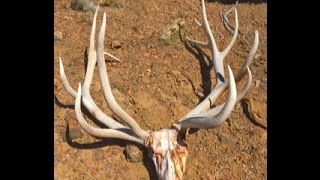Shed hunting: FREAK Bull Elk Deadhead