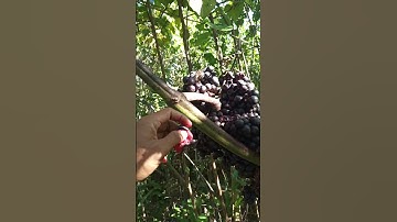 Anggur Hutan Asli Kalimantan