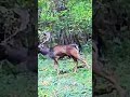 He’s a big lad! Nice Stag caught on one of our trail cams.