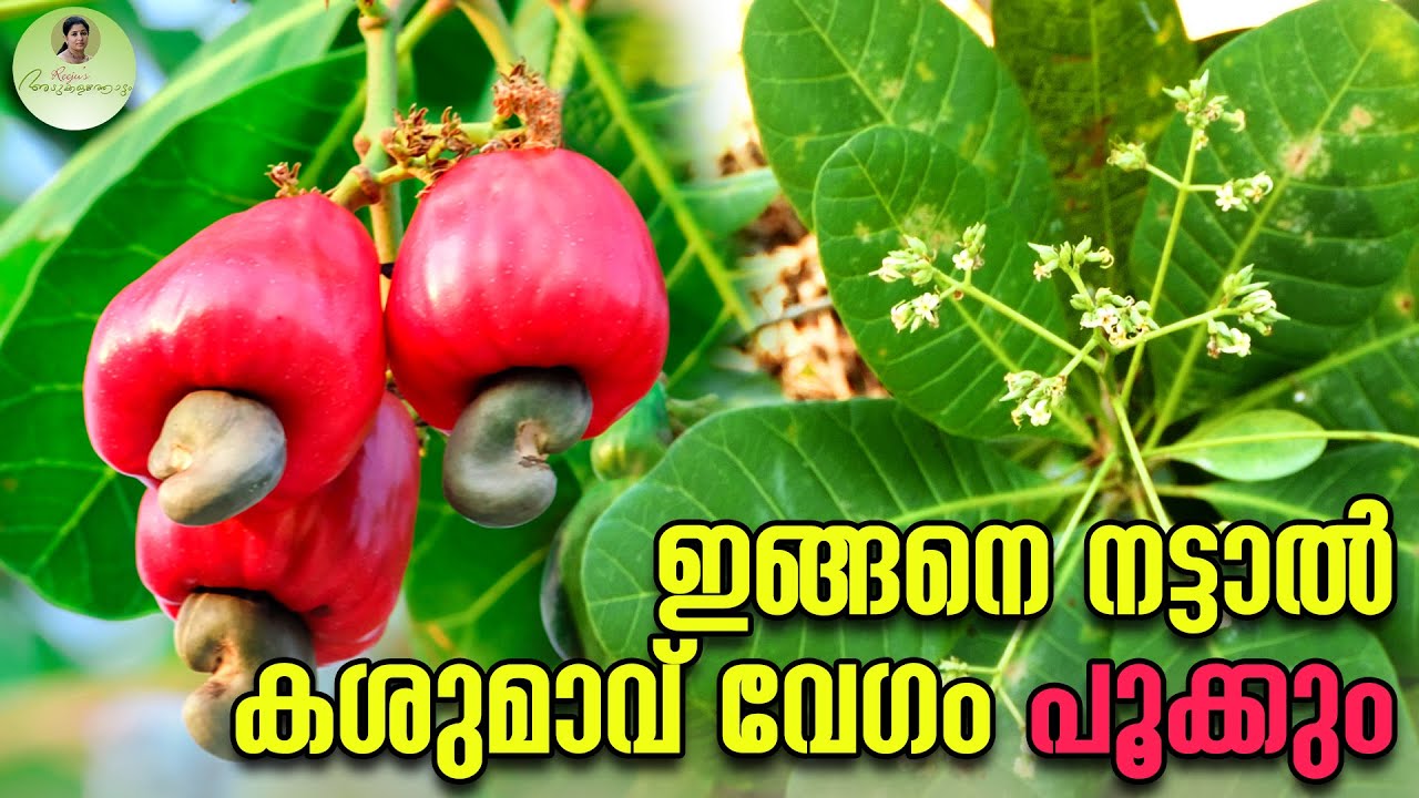 ഇങ്ങനെ നട്ടാൽ കശുമാവ് വേഗം പൂക്കും | Cashew Nut Farming | Cashew #cashew #cashewnut #cashewfruit