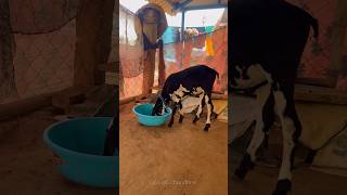 💢மருது Current Update 🤯🌀⁉️ #shorts #petshorts #pets #petvideos #petsvloging #pattadhari #trichy #yt