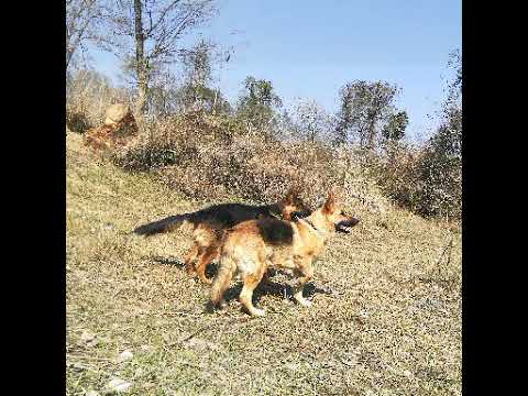 german shepherd dog price in bilaspur